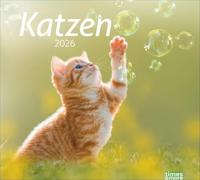 times&more Katzen Bildkalender 2026: times&more - Süße Samtpfoten im Wandkalender 2026. Kalender für Katzenfans - jeden Monat ein Hingucker. Hochwertiger Fotokalender im Format 30 x 27 cm