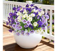 TINA Lot de 8 paquets de fleurs artificielles comme de vraies plantes de balcon résistantes aux intempéries - Résistant aux UV - Décoration de printemps - Pour l'intérieur et l'extérieur - Balcon