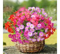 TINA Lot de 8 paquets de fleurs artificielles comme de vraies plantes de balcon résistantes aux intempéries - Résistant aux UV - Décoration de printemps - Pour l'intérieur et l'extérieur - Balcon