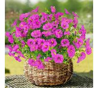 TINA Lot de 9 paquets de fleurs artificielles comme de vraies plantes de balcon résistantes aux intempéries - Résistant aux UV - Décoration de printemps - Pour l'intérieur et l'extérieur - Balcon