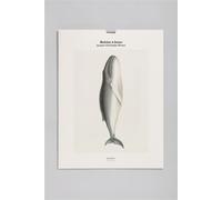 Tirage - Baleine à bosse - Jean Christophe Werner - Reliefs Editions - Coffret - Beau livre
