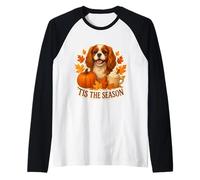Tis The Season Cavalier King Charles Chien Automne Citrouille Manche Raglan