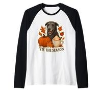Tis The Season Chien écossais Deerhound Automne Automne Citrouille Manche Raglan