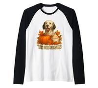 Tis The Season Chien Setter Anglais Automne Automne Citrouille Épice Manche Raglan