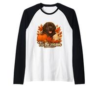 Tis The Season Terre-Neuve Chien Automne Automne Citrouille Épice Manche Raglan