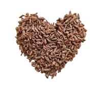 Tisane Bourgeon de PIN extra 1 KILO ENTIER Pinus sylvestris.