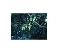 Tisane Caroube Fruit 100 Grs Ceratonia Siliqua.