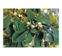 Tisane Clous De Girofle 250 Grs Bouton Floral Entier Eugenia Caryophyllat.