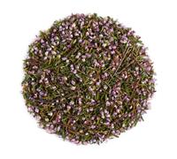 Tisane de Bruyère Séchée - Callune Fleurs et Feuilles | aux notes délicates et miellées récoltée dans les landes européennes