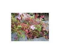 Tisane Géranium Robert Plante 100 Grs Geranium Robertianum