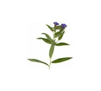 Tisane Grémil Officinal Plante 250 Grs Milium Solis.