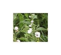 Tisane Guimauve Feuille Ct 100 G Althaea Officinalis