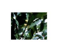 Tisane Laurier Sauce feuille 100 GRS Laurus nobilis.