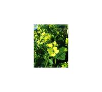 Tisane Moutarde Noire 100 Grs Graine Entiere.