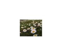 Tisane Pâquerette fleur ENTIERE 250 GRS Bellis perennis