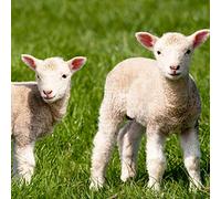 Tischdeko Lot de 20 Serviettes de Table en Forme de Mouton de Pâques