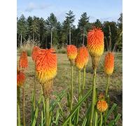 Tison de Satan Géant Mix - 30 Graines