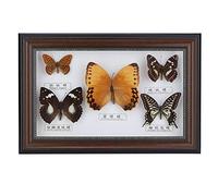 TITA-DONG Artisanat de Spécimens D'insectes de Papillons Exquis, Véritable Papillon Encadré, Cadeau d'anniversaire pour la Saint-Valentin, Noël, Anniversaire, Mariage, Anniversaire(Noir)