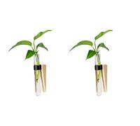 Tmboryuu Lot de 2 Tubes de Propagation muraux avec en Bois et Sangle en Cuir PU pour hydroponiques, de Place, décorations de Jardin Verticales, Affichage de vases muraux, Affichage de en