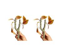 Tmboryuu Lot de 2 vignes grimpantes en Plastique pour Reptiles, crabes ermites, à crête, terrariums d ' Aquarium, décorations d ' amélioration de l ' Habitat, décoration de terrariums