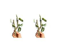 Tmboryuu Lot de 2 vignes grimpantes en Plastique pour Reptiles, crabes ermites, à crête, terrariums d ' Aquarium, décorations d ' amélioration de l ' Habitat, décoration de terrariums