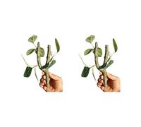 Tmboryuu Lot de 2 vignes grimpantes en Plastique pour Reptiles, crabes ermites, à crête, terrariums d ' Aquarium, décorations d ' amélioration de l ' Habitat, décoration de terrariums