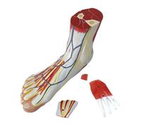 Tmboryuu Modèle précis d'anatomie du pied avec muscles vaisseaux sanguins S os PVC pour entraînement médical Modèle nerveux du pied pour l'éducation