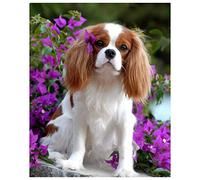 TMXON 5D Cavalier King Charles Spaniel DIY Diamants Peintures Mosaïque Photos par Strass Broderie Diamant Art Autocollant 40x50CM