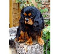 TMXON Affichage de broderie diamant Cavalier King Charles Spaniel Diamond Painting Dog Cross Kits Image de strass Décoration d'intérieur 30x40CM