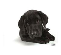 T'nB - Tapis de souris - Illustrated - Dog Illustré G