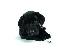 TNB TSDOG - Tapis de souris illustré - DOG