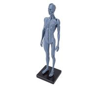 Tnfeeon Modèle de Corps Humain, Modèle d'éducation et d'Artisanat, Matériau en Résine, Base Stable, Artisanat Exquis pour le Dessin CG, Enseignement du Dessin, Référence Anatomique, Artistes Corps
