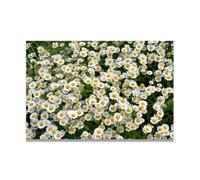 TNGHHSGA ChrysanthèMes Tout BlancsPaysage Naturel Photoréaliste sur Toile - Art Tranquille pour la Décoration Intérieure40x60cm Sans cadre