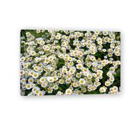 TNGHHSGA ChrysanthèMes Tout BlancsPaysage Naturel Photoréaliste sur Toile - Art Tranquille pour la Décoration Intérieure20x30cm Encadrée