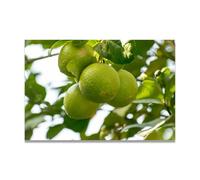 TNGHHSGA ConnaîTre La Douceur AmèRe Fruit Frais & Paysage Photo Réelle - Toile Imprimée Dynamique pour Décoration Murale 60x90cm Sans cadre