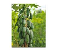 TNGHHSGA Croissance de l'arrangement Fruit du Monde & Paysage Photo Naturel sur Toile - Art de Maison pour Salon et Salle à Manger 40x52cm Sans cadre