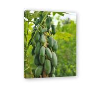TNGHHSGA Croissance de l'arrangement Fruit du Monde & Paysage Photo Naturel sur Toile - Art de Maison pour Salon et Salle à Manger 30x39cm Encadrée