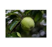 TNGHHSGA Nourriture Verte FraîChe Fruit Frais & Paysage Photo Réelle - Toile Imprimée Dynamique pour Décoration Murale 80x120cm Sans cadre