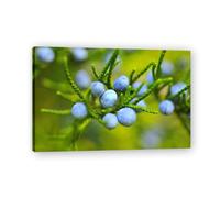 TNGHHSGA RoséE Matinale Fruit Frais & Paysage Photo Réelle - Toile Imprimée Dynamique pour Décoration Murale 80x120cm Encadrée