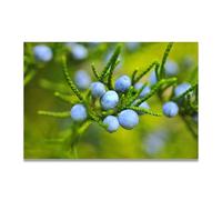 TNGHHSGA RoséE Matinale Fruit Frais & Paysage Photo Réelle - Toile Imprimée Dynamique pour Décoration Murale 60x90cm Sans cadre