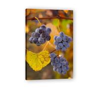 TNGHHSGA Trois grappes de raisin Fruit du Monde & Paysage Photo Naturel sur Toile - Art de Maison pour Salon et Salle à Manger 40x60cm Encadrée