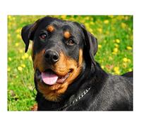 TNXEV DIY Round Diamond Painting Rottweiler Dog Adult Full Craft 5D Mosaic Art Kit Wall Decor Home Gift 50 * 60cm