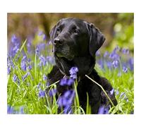 TNXEV Kit de peinture diamant 5D pour adultes et enfants, chien labrador noir, strass, art de la peinture diamant, animaux 40 x 50 cm