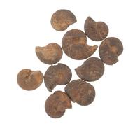 TOBBOMEY 10 pièces Ammonite Fossile Décoratif Modèles Éducatifs pour Garçon Fille Jouets Éveil Enseignement Paléontologie Spirale Naturelle