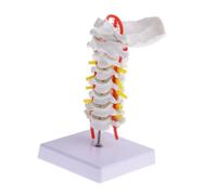 TOBBOMEY Modèle Anatomique Cervical PVC avec Support pour Enseignement Médical et Démonstration Colonne Vertébrale Humaine