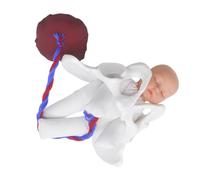 TOBBOMEY Modèle de Pratique Obstétricale Bassin d'Accouchement Simulateur de Naissance Fœtus et Placenta Outil Pédagogique pour Écoles Médicales et Programmes d'Éducation Prénatale