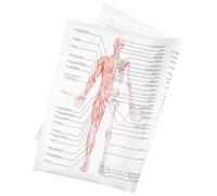 TOBBOMEY Poster Anatomie Humaine Soie Illustration Muscles Squelettiques Affiche Pédagogique pour École et Bureau Décoration Murale Éducative