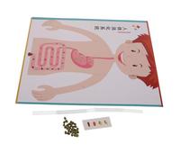 Toddmomy 4 Ensembles Model Kit Digestive System DIY Educational Science Toy for School Stem Learning Interactive Crafting Supplies