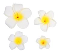 Toddmomy 4 Pinces à Cheveux Hawaïennes de Fleur en Écume, Lot de 4, Accessoires Doux et Jeunes pour Mariage et Réunions à L'église