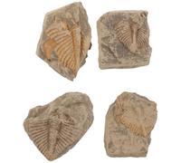 Toddmomy 4 spécimens de trilobites : spécimens de trilobites pour collections de paléontologie, accessoires scientifiques - vestiges d'arthropodes anciens pour études géologiques en classe